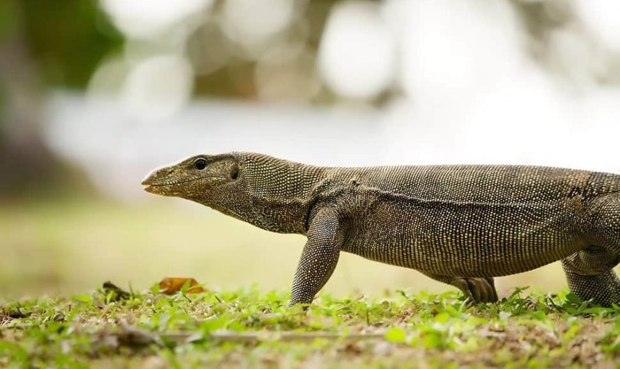 Amazing Facts You Probably Didn’t Know About Thailand Lizards