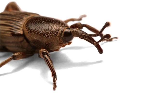 Reliable Cockroach Pest Control Services in Sydney